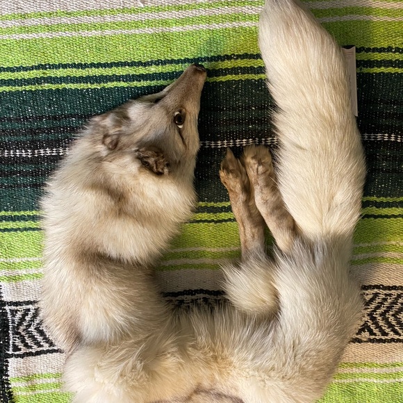 Accessories - Vintage Fox Stole